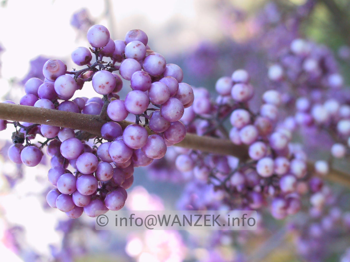 Callicarpa bodinieri Profusion Beerenmacro.JPG